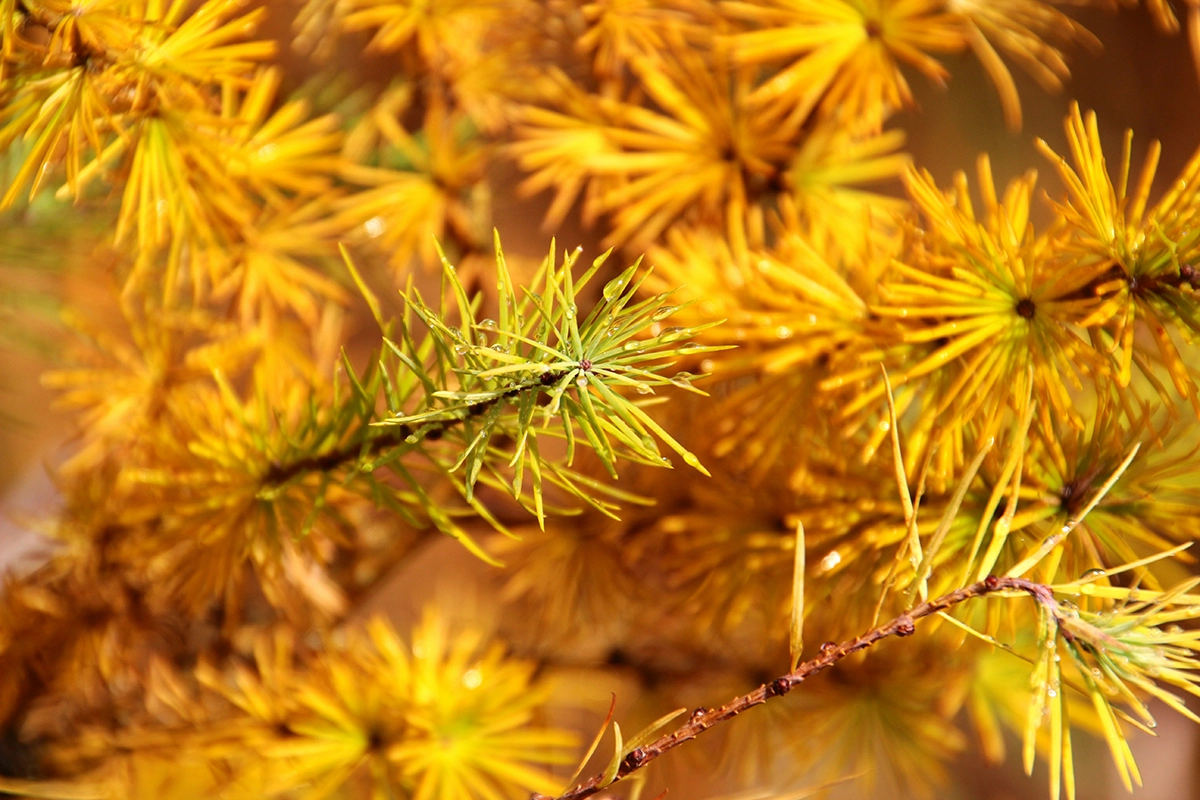 Exploring the Beauty and Benefits of Larch VidaSpace NZ